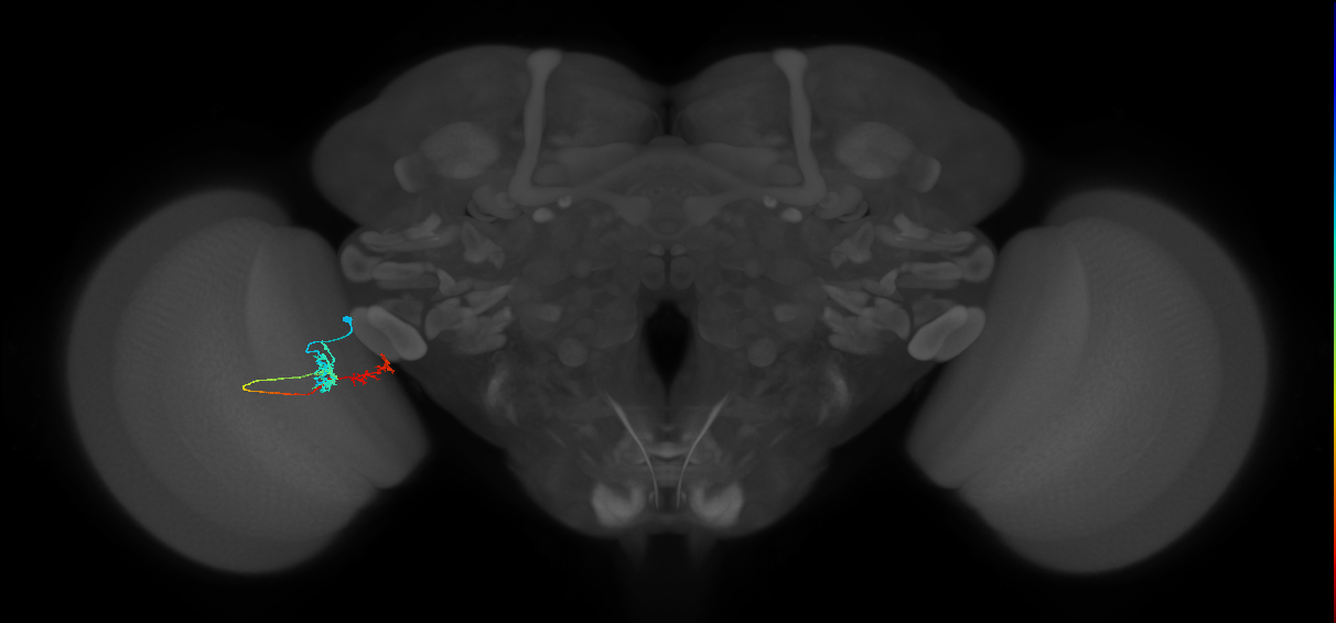 Tm37_L (MaleCNS:515436)