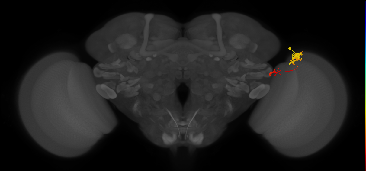 Tm37_R (MaleCNS:59029)