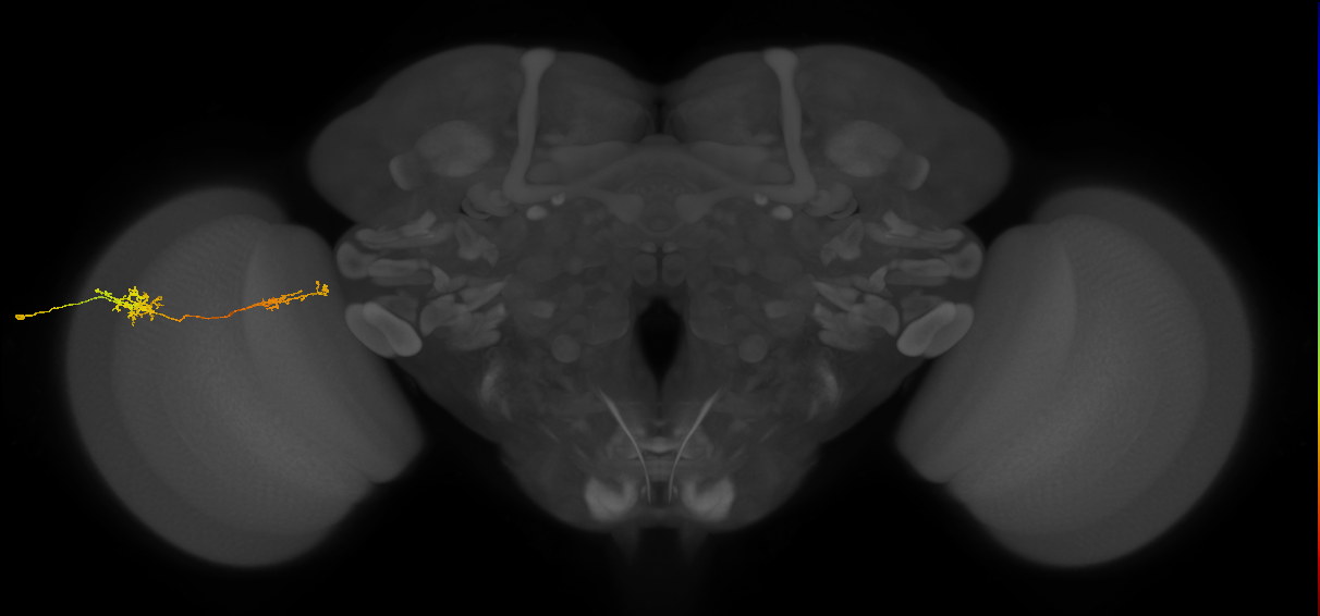 Tm37_L (MaleCNS:534941)