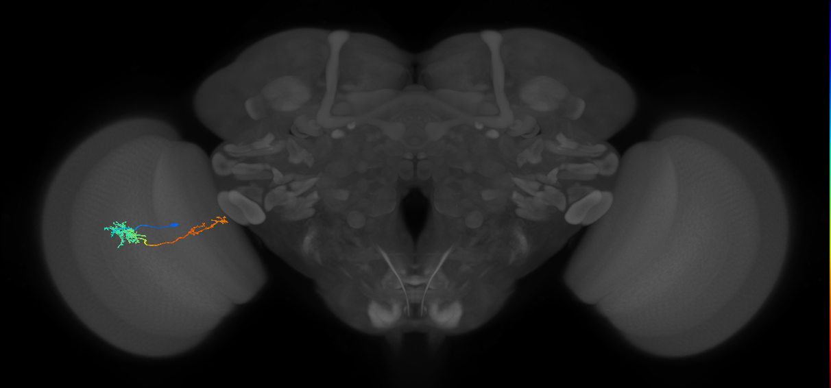 Tm37_L (MaleCNS:525464)