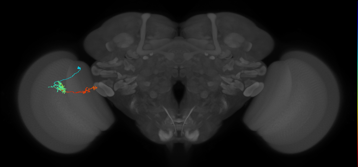 Tm37_L (MaleCNS:55833)