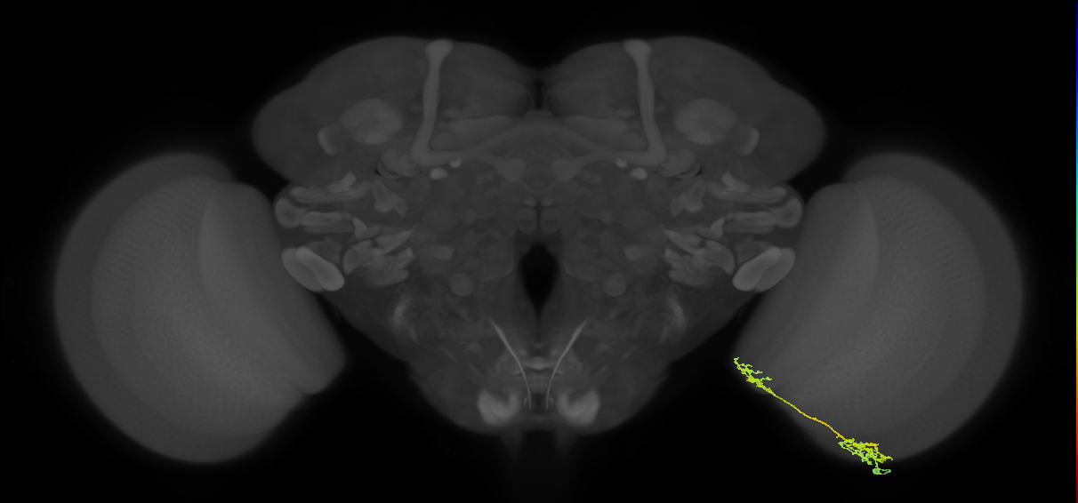Tm37_R (MaleCNS:72980)