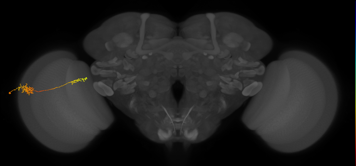 Tm37_L (MaleCNS:61596)