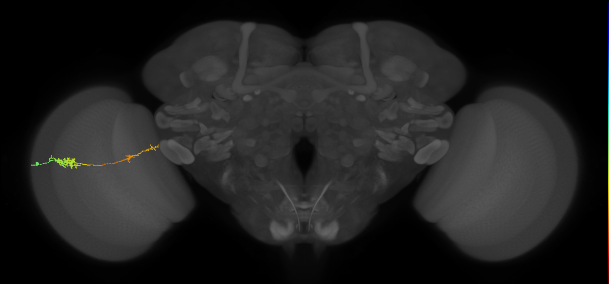 Tm37_L (MaleCNS:100244)