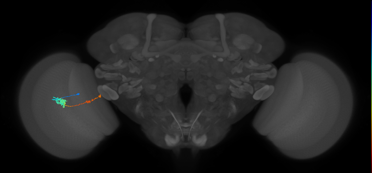 Tm37_L (MaleCNS:541657)