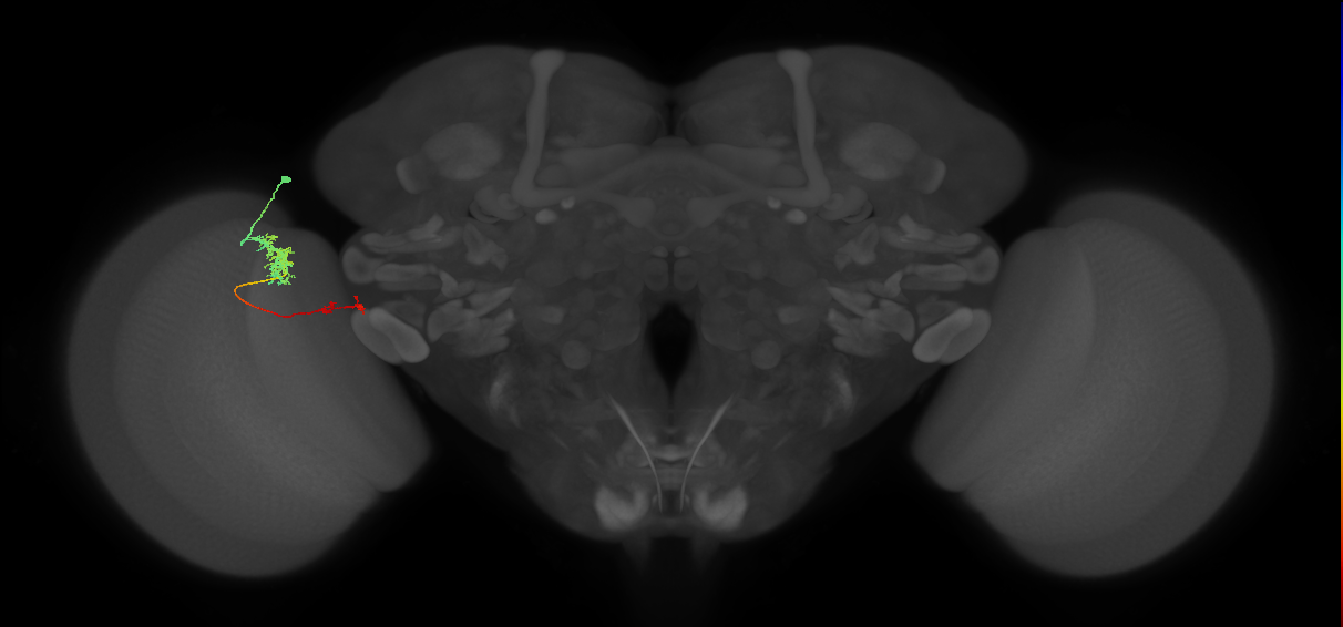 Tm37_L (MaleCNS:551921)