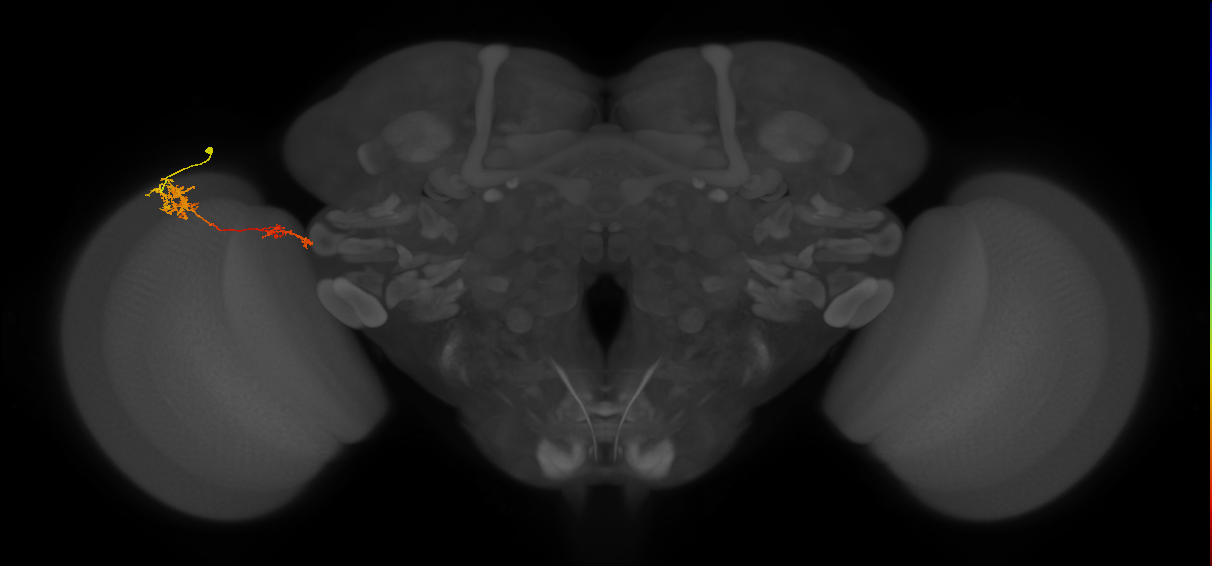 Tm37_L (MaleCNS:64841)