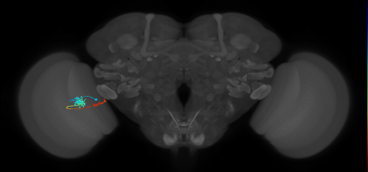 Tm37_L (MaleCNS:513280)