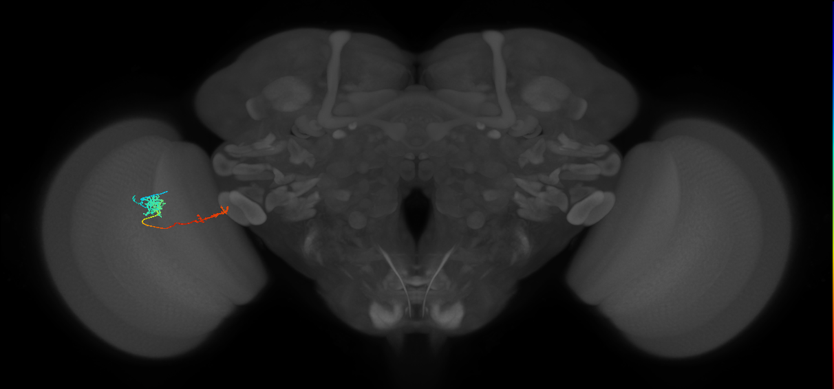 Tm37_L (MaleCNS:514119)