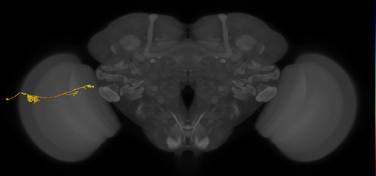 Tm37_L (MaleCNS:72537)