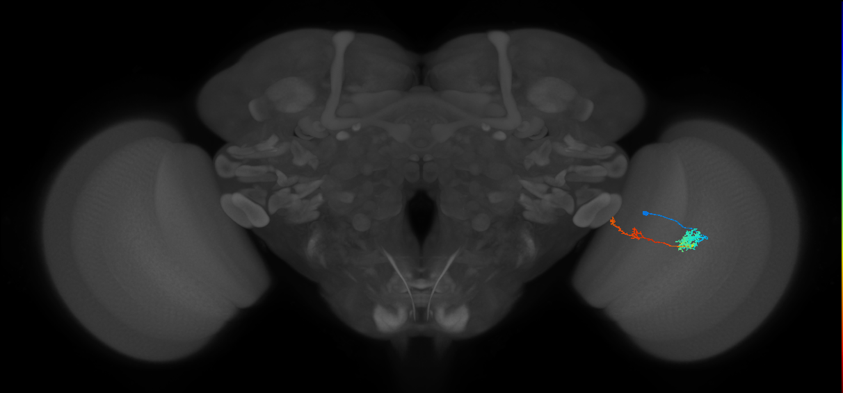 Tm37_R (MaleCNS:65603)