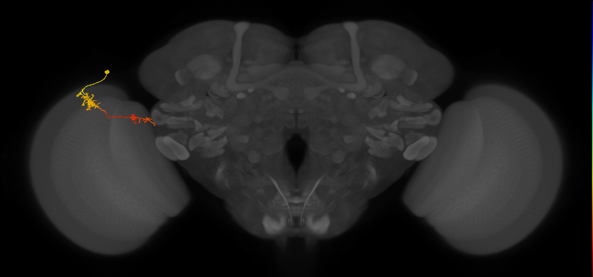 Tm37_L (MaleCNS:114108)