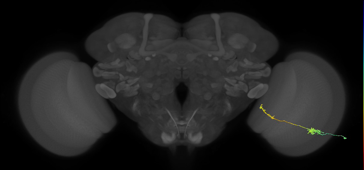 Tm37_R (MaleCNS:66996)