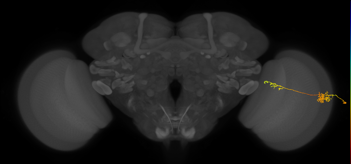Tm37_R (MaleCNS:53526)