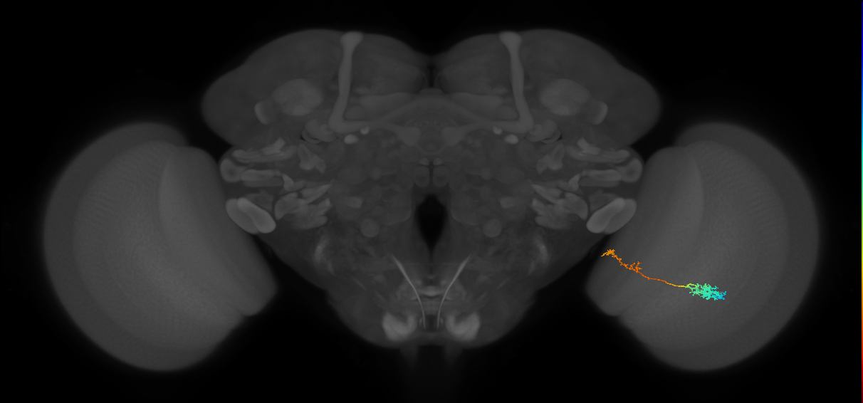 Tm37_R (MaleCNS:96875)