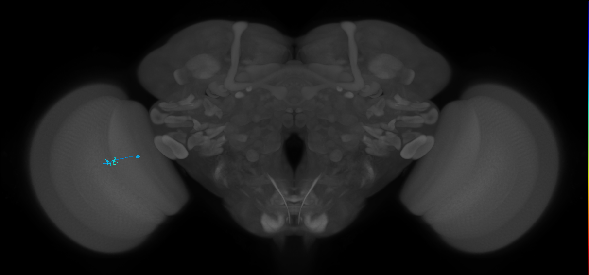 Tm37_L (MaleCNS:153583)