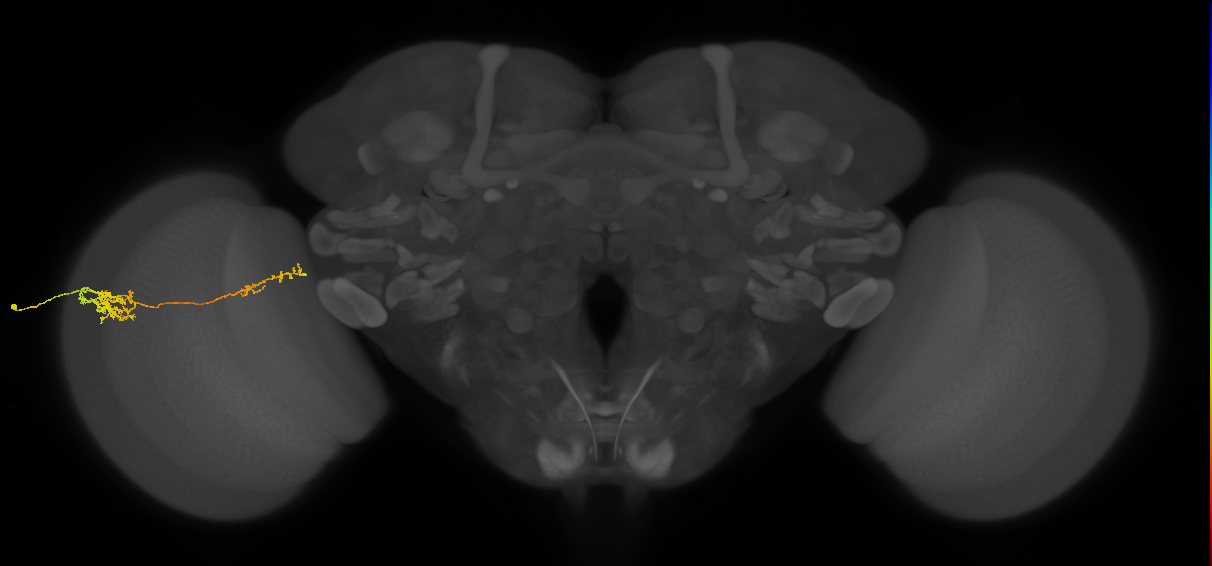 Tm37_L (MaleCNS:40147)