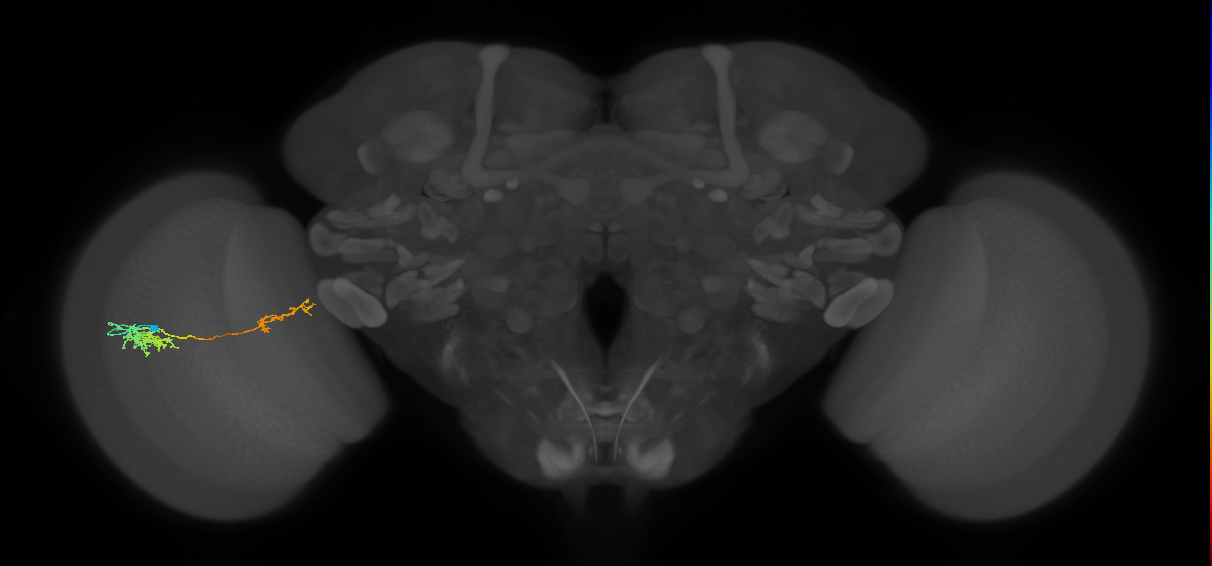 Tm37_L (MaleCNS:63624)
