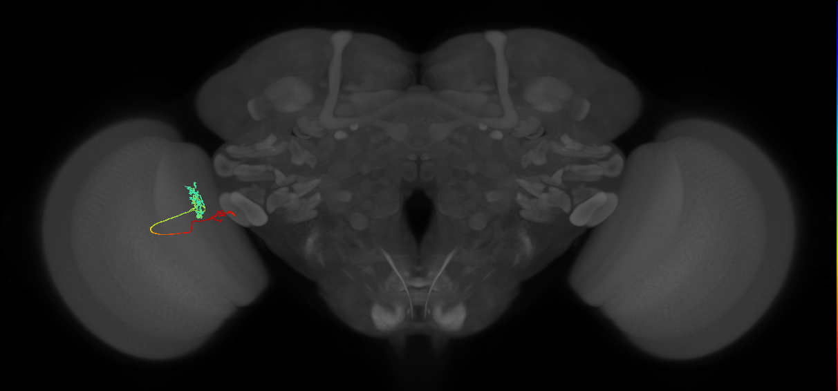 Tm37_L (MaleCNS:526851)