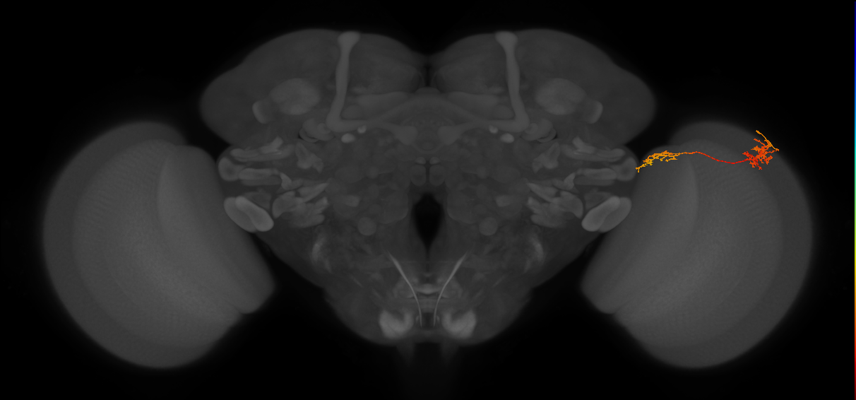 Tm37_R (MaleCNS:59638)