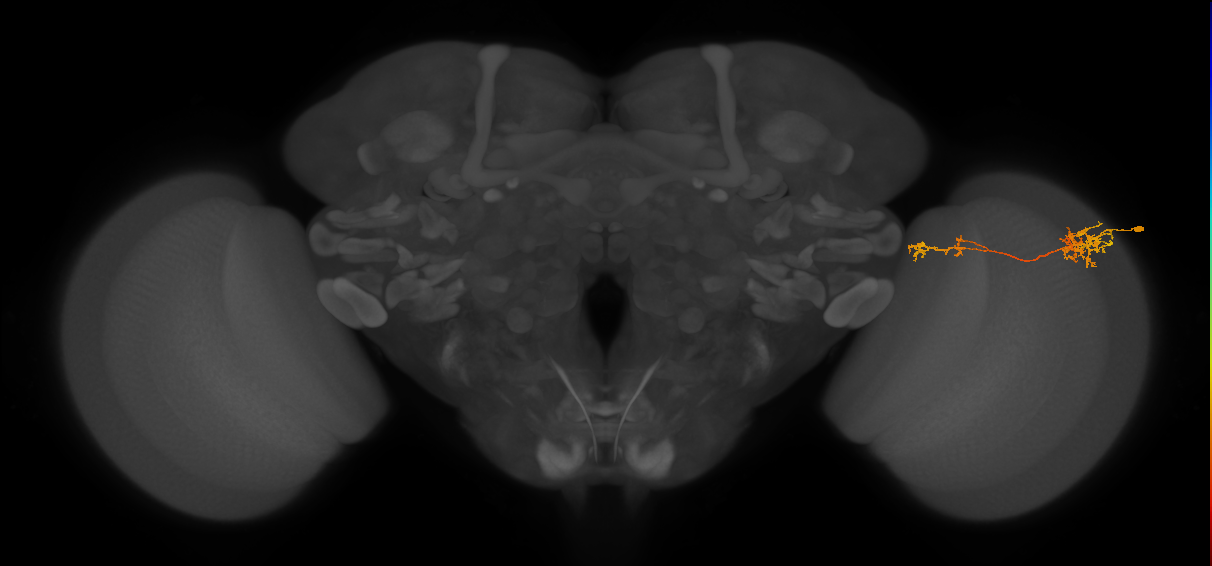 Tm37_R (MaleCNS:57525)