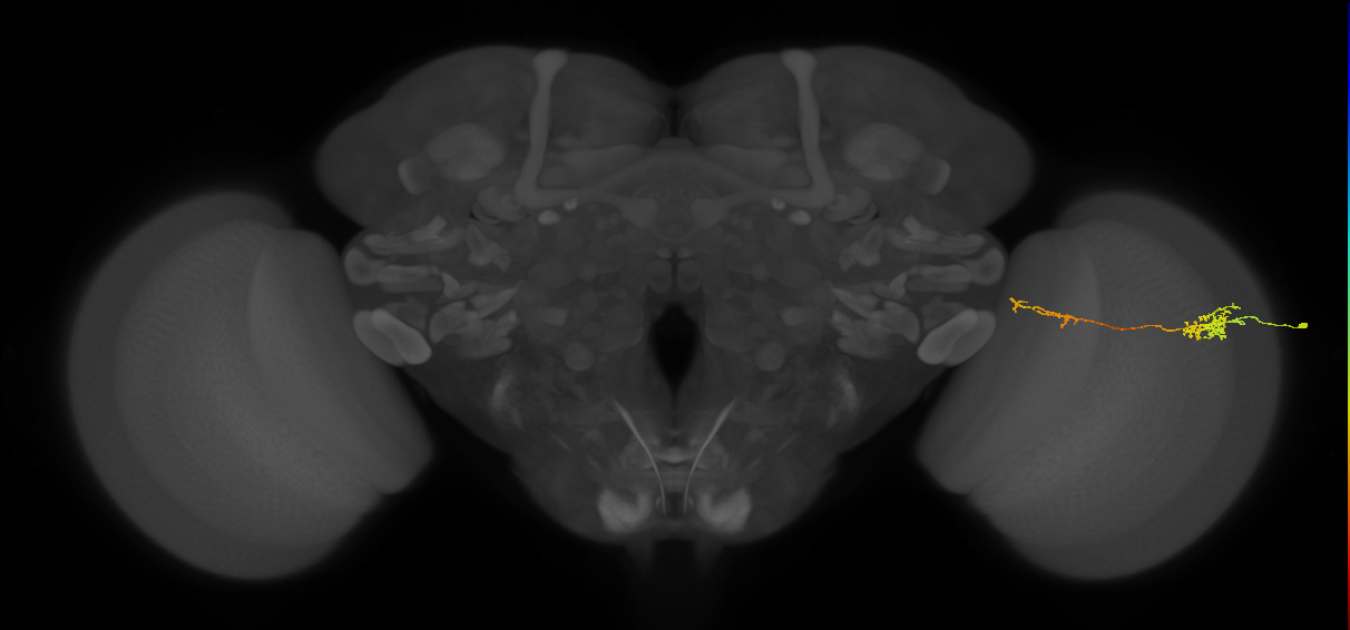 Tm37_R (MaleCNS:77002)