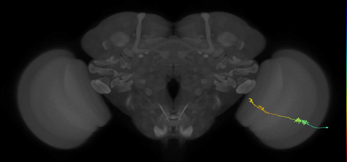 Tm37_R (MaleCNS:104396)