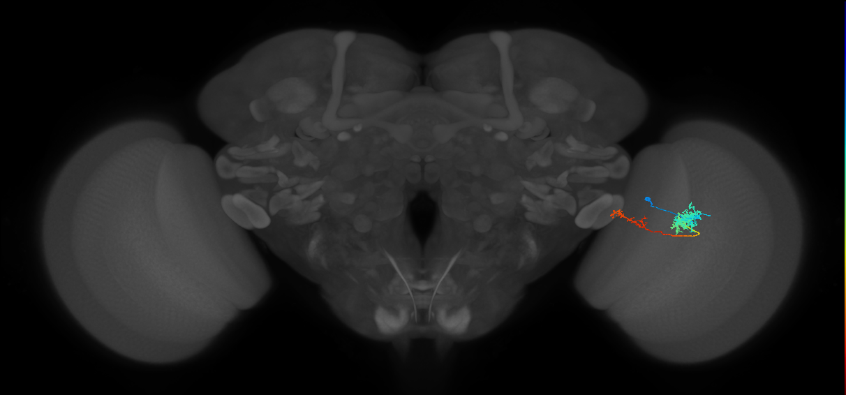 Tm37_R (MaleCNS:109921)