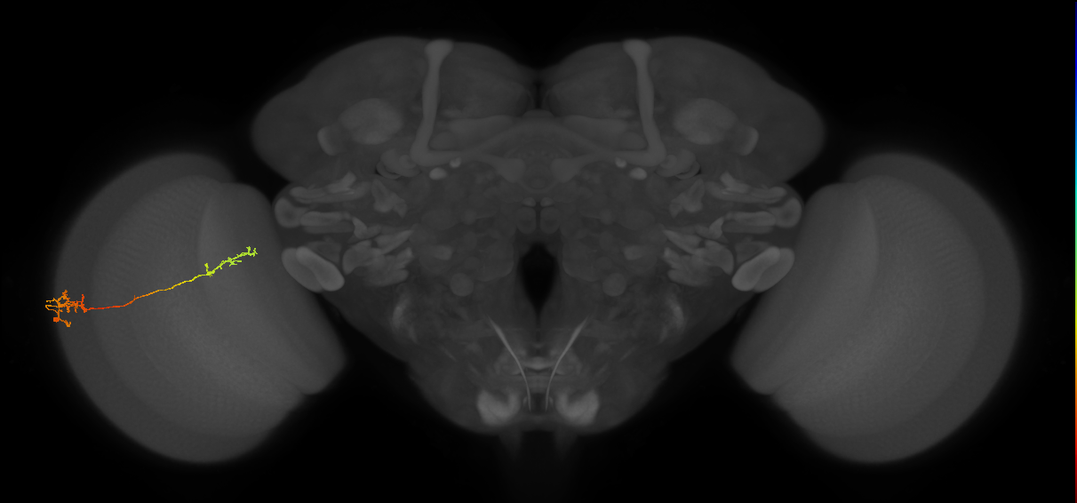 Tm37_L (MaleCNS:524964)