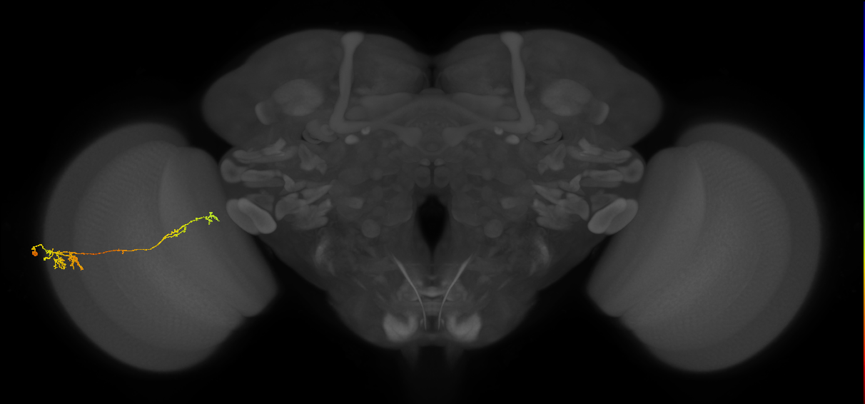Tm37_L (MaleCNS:515669)
