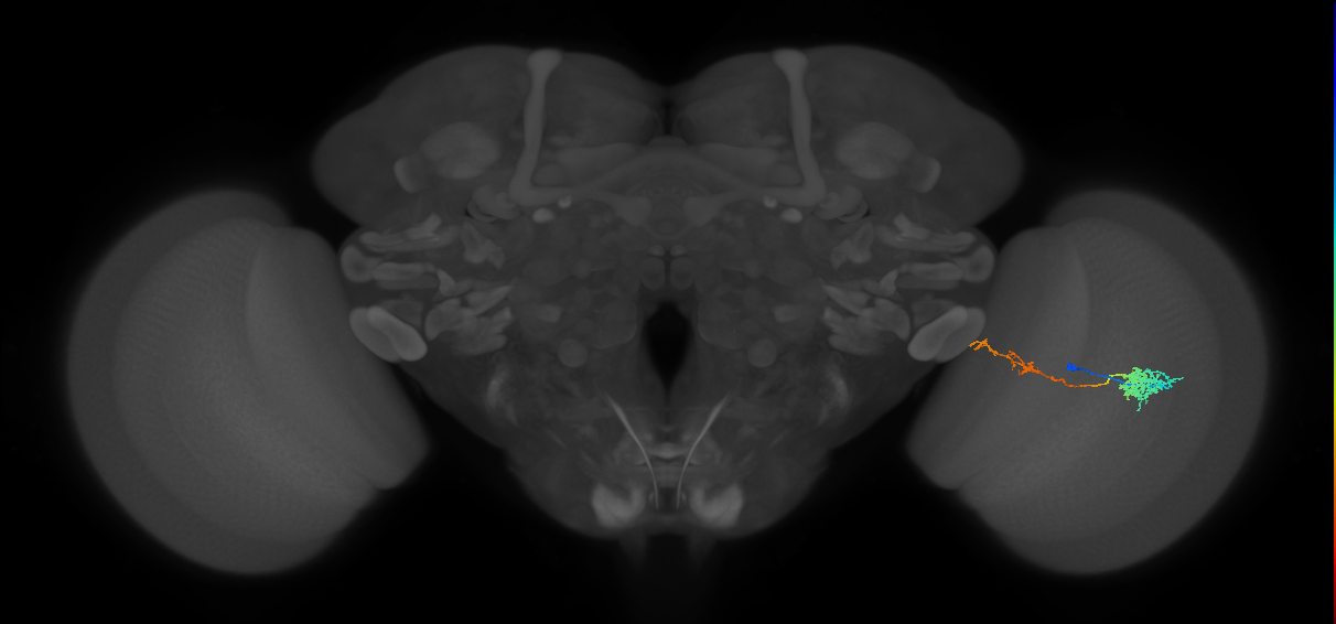 Tm37_R (MaleCNS:86587)