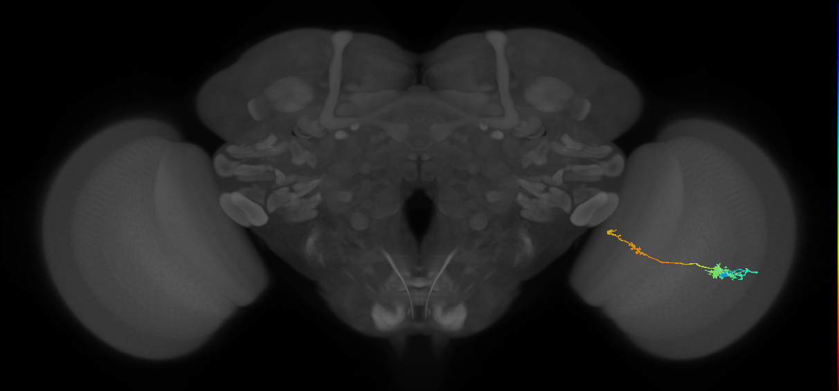 Tm37_R (MaleCNS:103987)