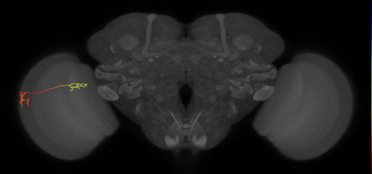 Tm37_L (MaleCNS:86335)