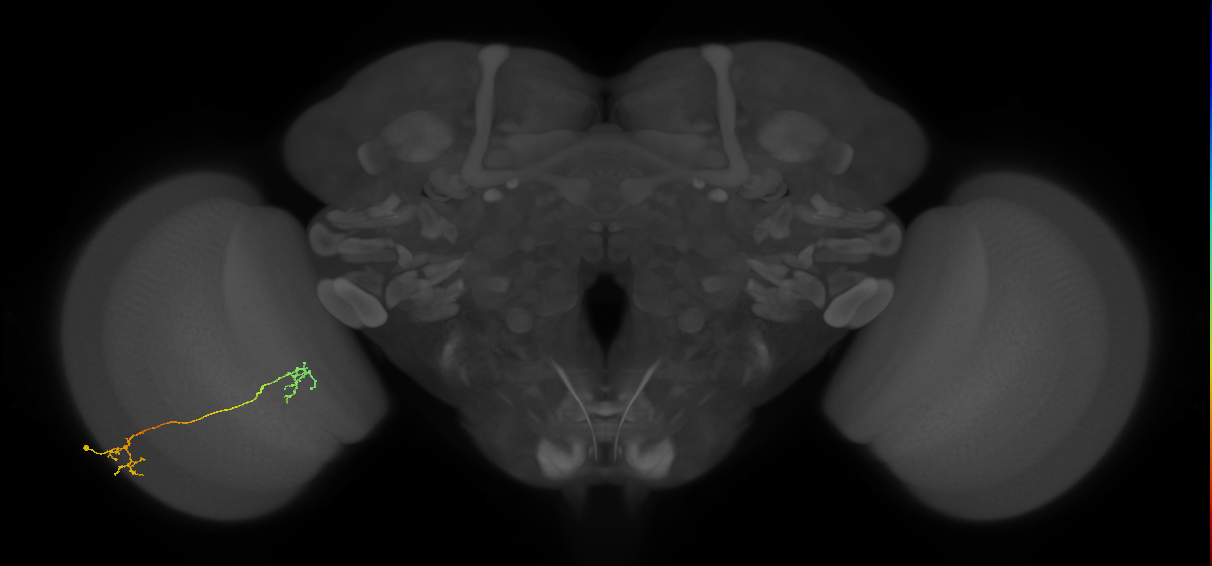 Tm37_L (MaleCNS:132988)