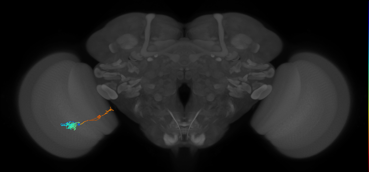 Tm37_L (MaleCNS:110850)