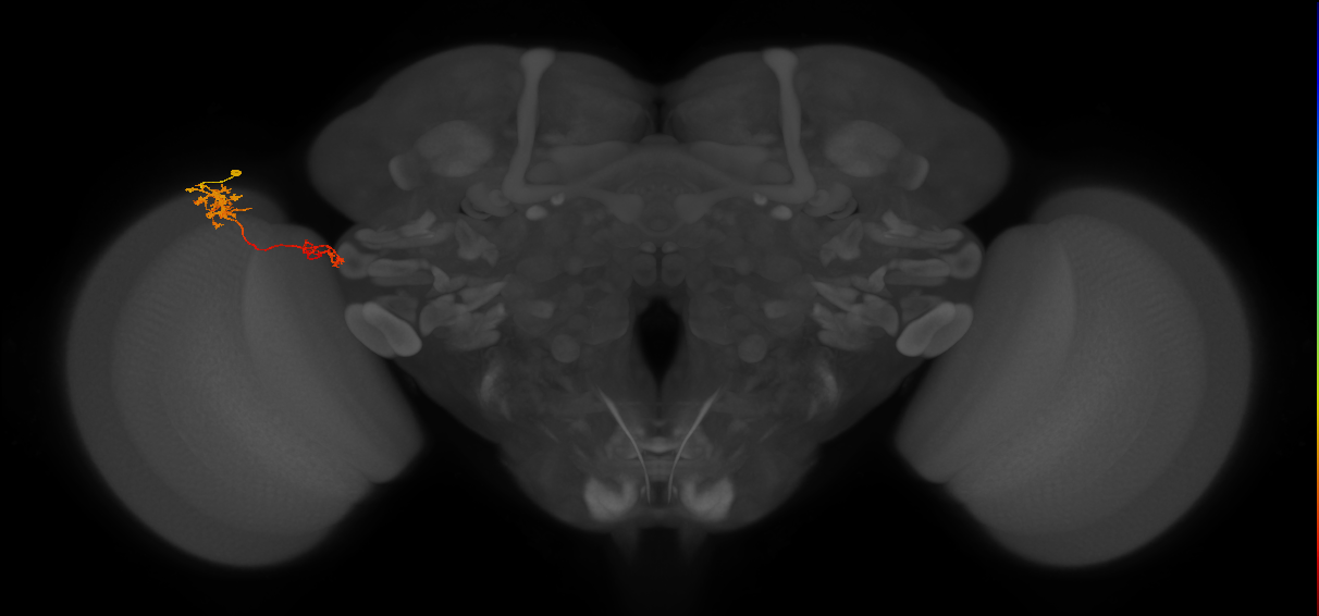Tm37_L (MaleCNS:51257)