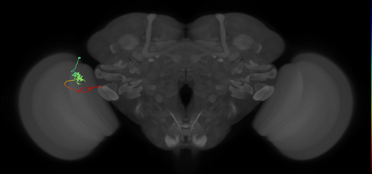Tm37_L (MaleCNS:122216)