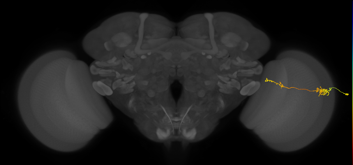 Tm37_R (MaleCNS:95208)