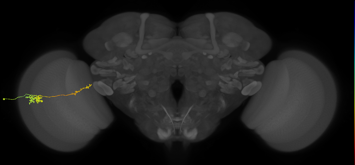 Tm37_L (MaleCNS:64433)