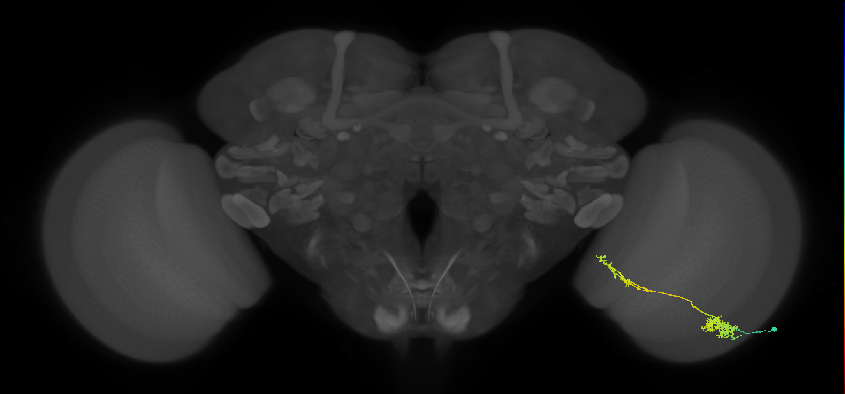 Tm37_R (MaleCNS:48504)