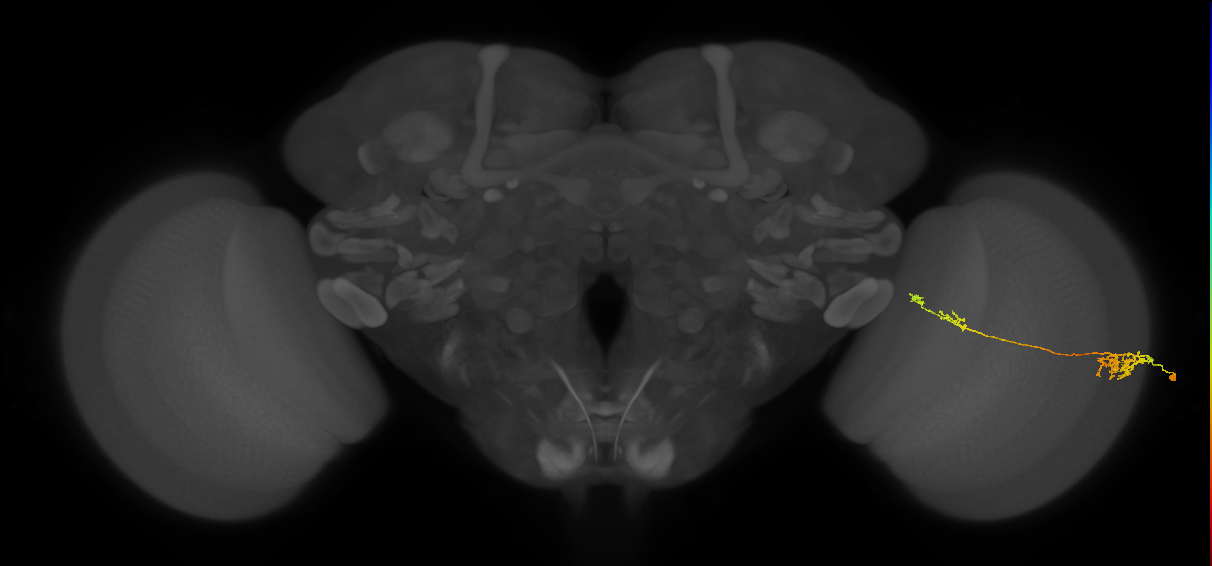 Tm37_R (MaleCNS:60790)