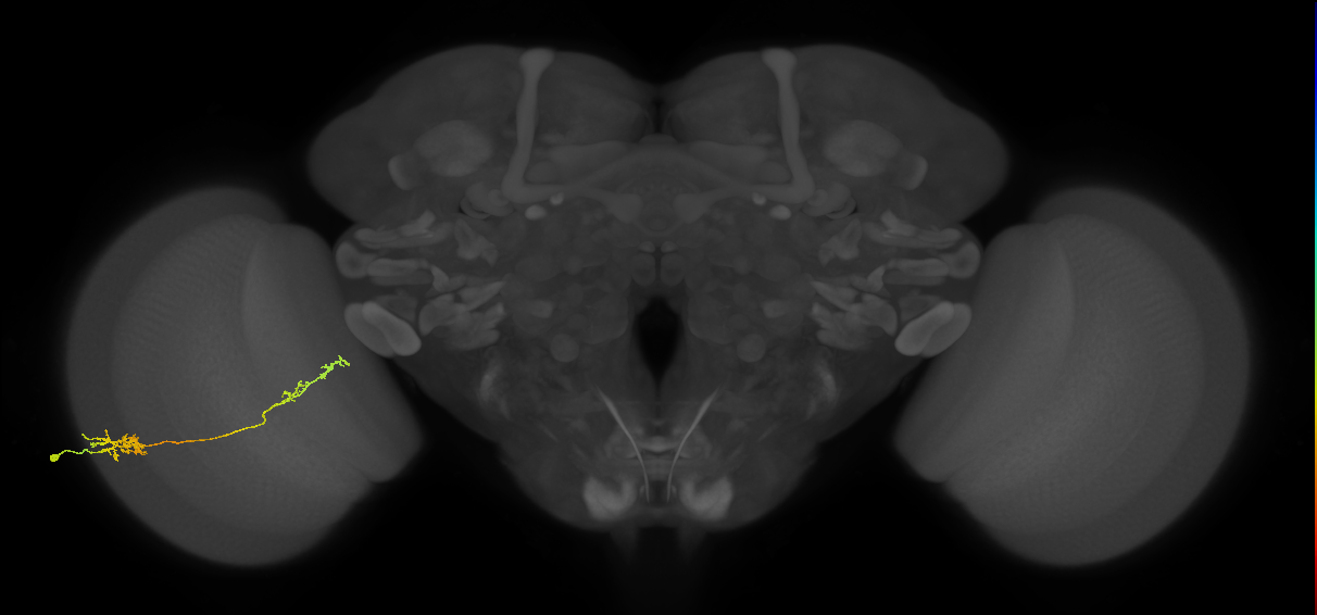 Tm37_L (MaleCNS:519809)
