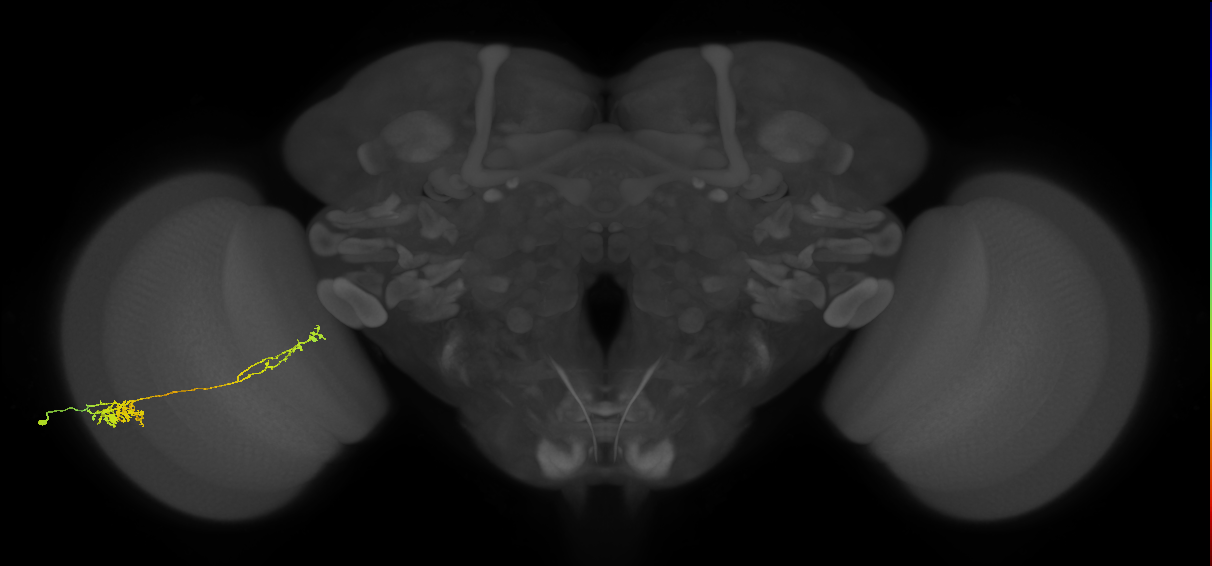 Tm37_L (MaleCNS:47554)