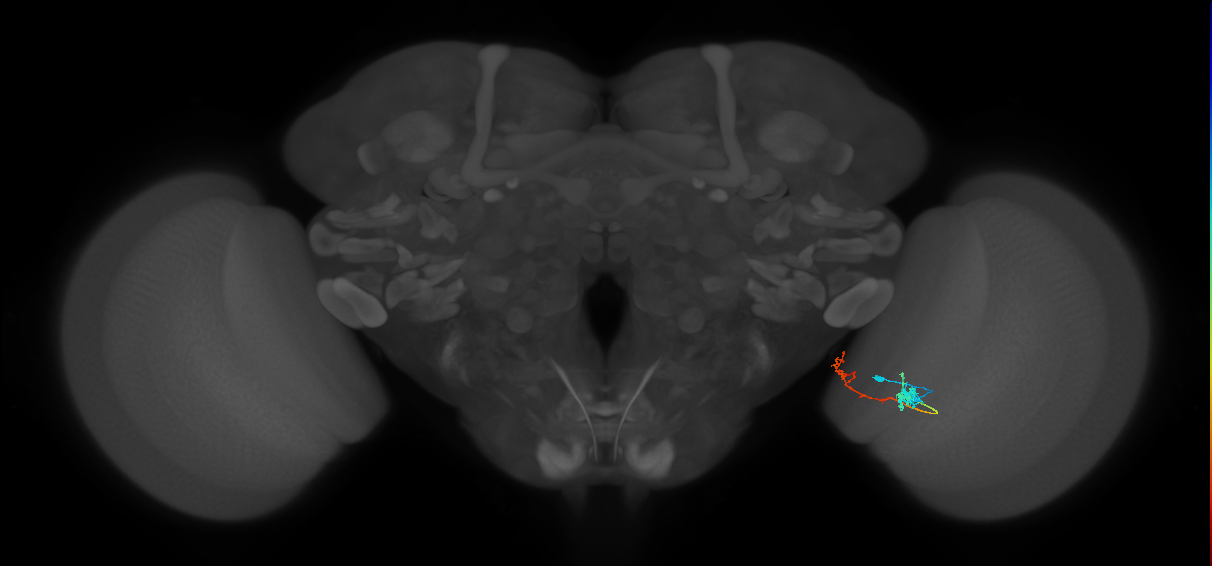 Tm37_R (MaleCNS:79216)