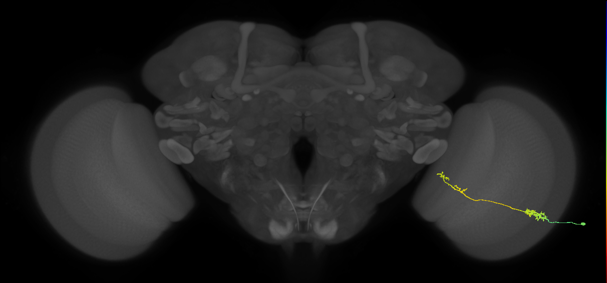 Tm37_R (MaleCNS:66449)
