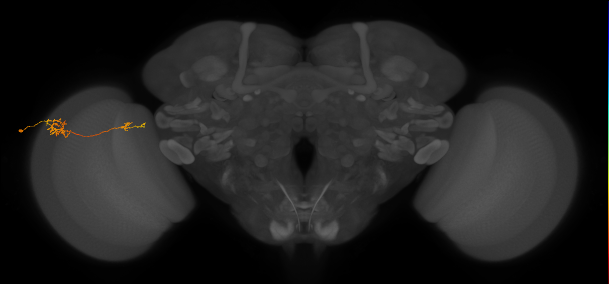 Tm37_L (MaleCNS:66988)