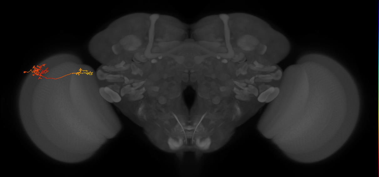 Tm37_L (MaleCNS:107222)