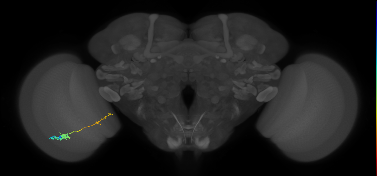 Tm37_L (MaleCNS:526969)