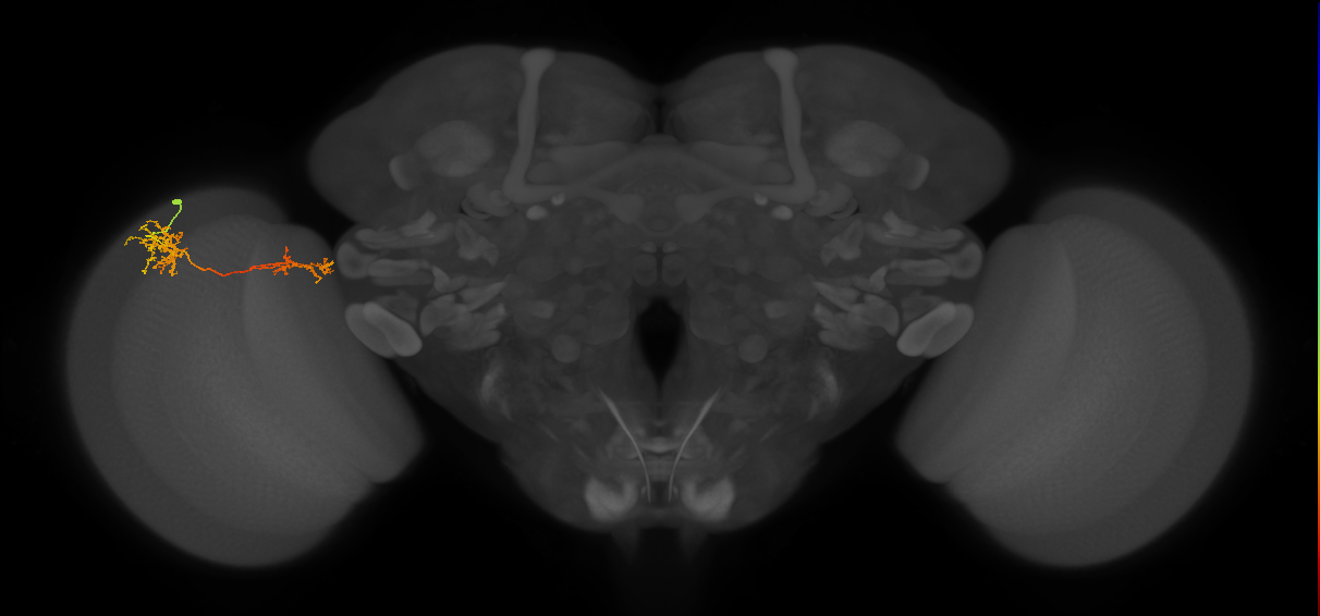 Tm37_L (MaleCNS:56597)