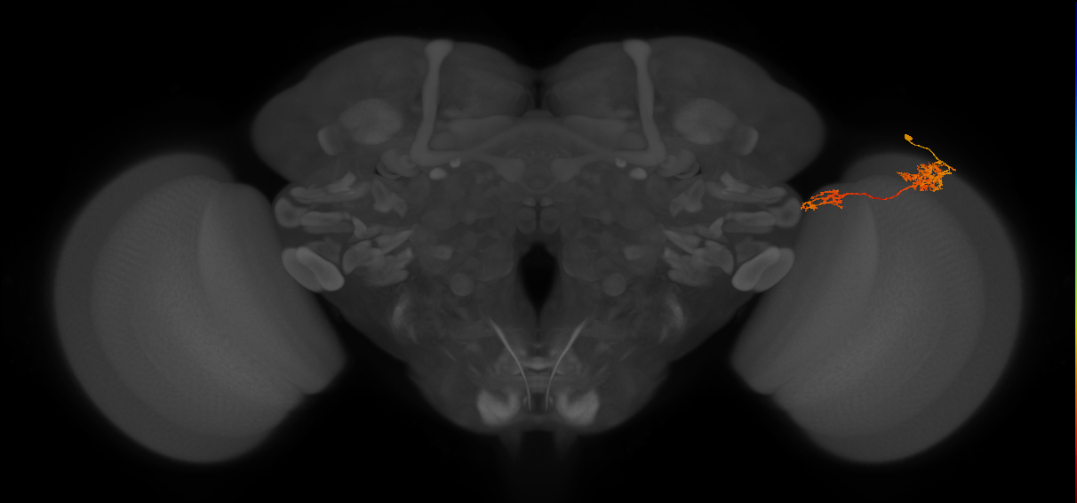 Tm37_R (MaleCNS:45534)
